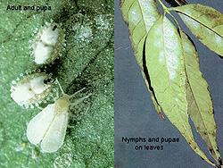 Left: Adult & Pupa   Right: Nymphs & pupas on leaves